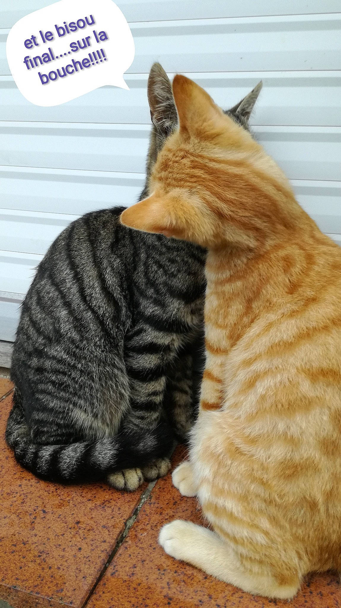 T'Choupi Et Rouki a rejoint le concours — aidez-le/la à gagner de superbes lots ! asian, carnivore, cat, claw, domestic_short_haired_cat, dragon_li, european_shorthair, fawn, felidae, fur, german_rex, kitten, mammal, ocicat, paw, small_to_medium_sized_cats, snout, tabby_cat, tail, whiskers