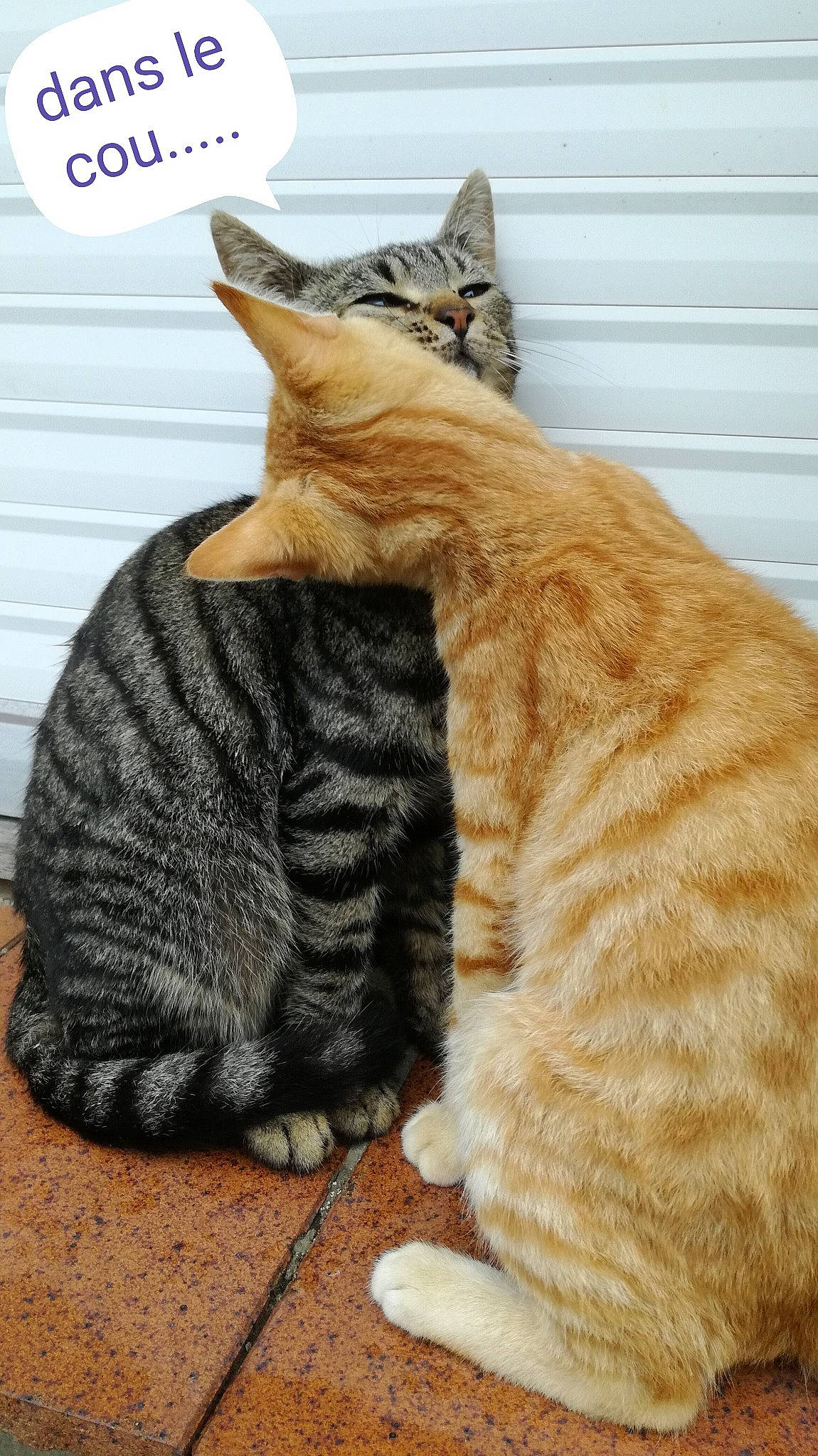 T'Choupi Et Rouki a rejoint le concours — aidez-le/la à gagner de superbes lots ! american_shorthair, asian, california_spangled, carnivore, cat, claw, domestic_short_haired_cat, dragon_li, european_shorthair, fawn, felidae, fur, german_rex, paw, small_to_medium_sized_cats, tabby_cat, tail, whiskers