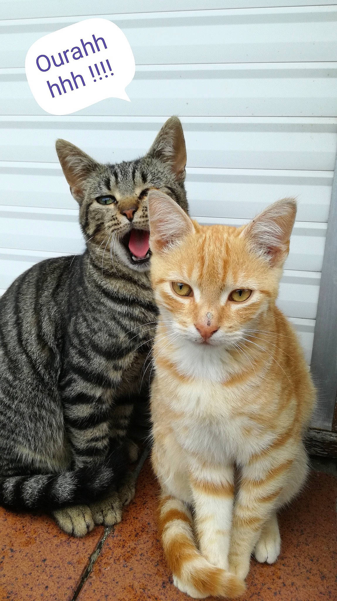 T'Choupi Et Rouki participe au concours pour gagner de l'argent avec cette photo : aegean_cat, american_shorthair, american_wirehair, arabian_mau, asian, australian_mist, carnivore, cat, domestic_short_haired_cat, dragon_li, european_shorthair, felidae, kitten, mammal, paw, polydactyl_cat, small_to_medium_sized_cats, tabby_cat, vertebrate, whiskers