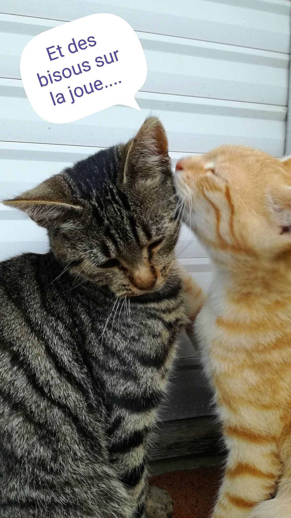 T'Choupi Et Rouki participe au concours pour gagner de l'argent avec cette photo : american_shorthair, american_wirehair, asian, california_spangled, carnivore, cat, domestic_short_haired_cat, dragon_li, european_shorthair, felidae, fur, hug, kitten, mammal, paw, pixie_bob, small_to_medium_sized_cats, snout, tabby_cat, whiskers