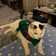 Princess Butterfly is registered to the contest to win money with this photo: cat, white_cat, black_spots, pet_clothing, blanket, polka_dots, indoor, bedroom, furniture, fan, shelf, clock, relaxing, animal, cute, domestic_cat, fur, whiskers, ears, tail