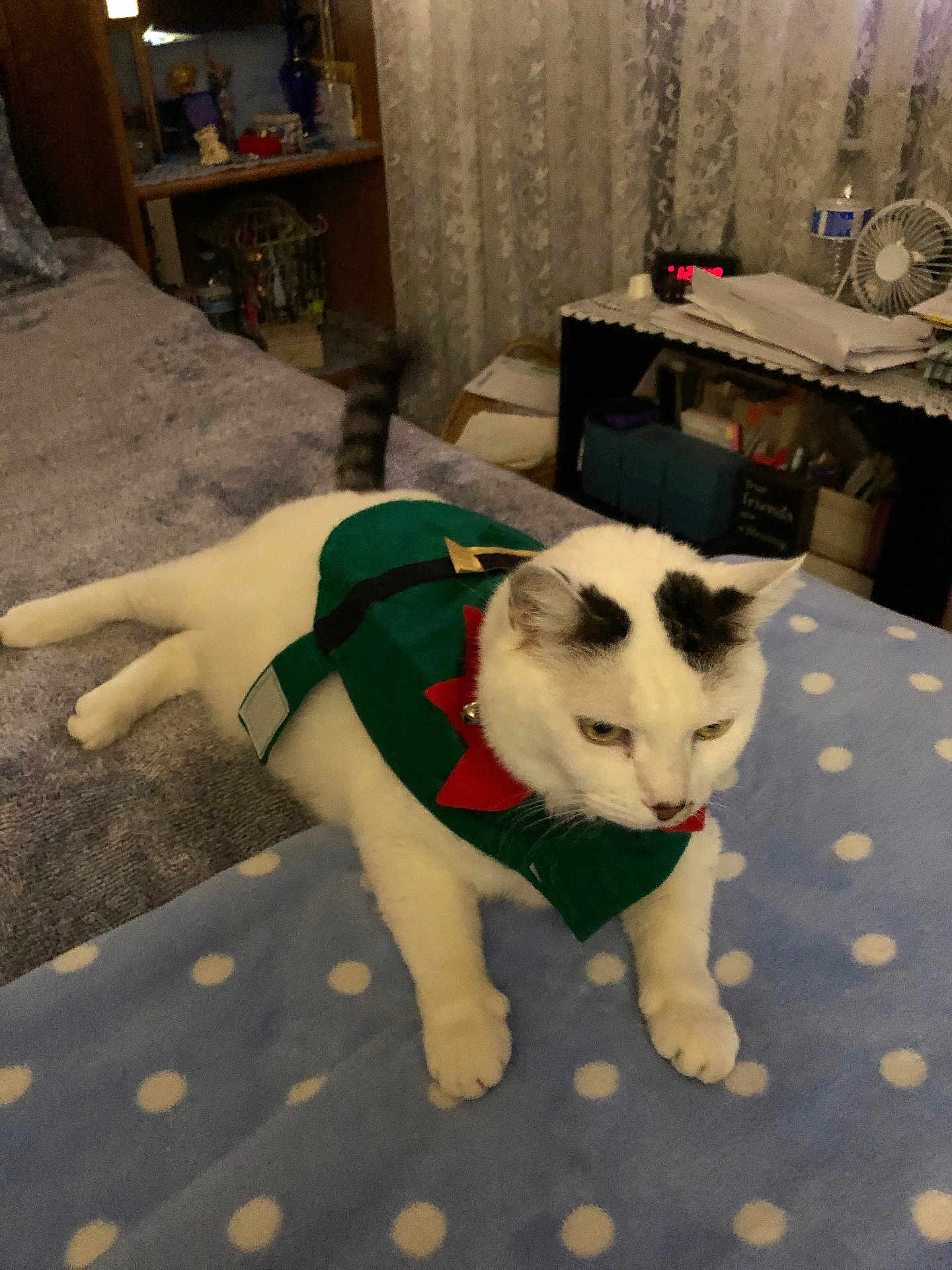 Princess Butterfly is registered to the contest to win money with this photo: cat, white_cat, black_spots, pet_clothing, blanket, polka_dots, indoor, bedroom, furniture, fan, shelf, clock, relaxing, animal, cute, domestic_cat, fur, whiskers, ears, tail