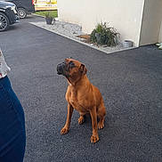 Ruby participe au concours pour gagner de l'argent avec cette photo : dog, brown_dog, sitting, pavement, outdoor, building, plants, car, van, person_partial, attentive, waiting, pet, animal, sidewalk, urban, daylight, casual, curious, domestic_animal