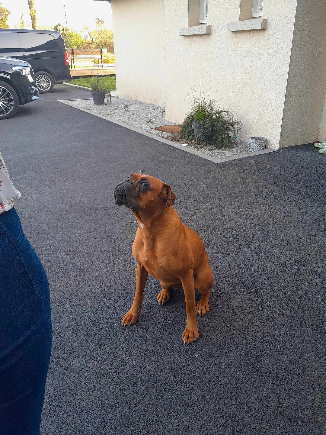 Ruby participe au concours pour gagner de l'argent avec cette photo : dog, brown_dog, sitting, pavement, outdoor, building, plants, car, van, person_partial, attentive, waiting, pet, animal, sidewalk, urban, daylight, casual, curious, domestic_animal