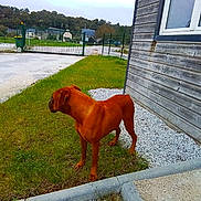 Ruby a rejoint le concours — aidez-le/la à gagner de superbes lots ! alert, brown_dog, building, canine, daylight, dog, fence, field, gate, grass, guarding, nature, outdoor, pet, quiet, sidewalk, sky, tree, window, wooden_wall