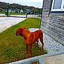 alert, brown_dog, building, canine, daylight, dog, fence, field, gate, grass, guarding, nature, outdoor, pet, quiet, sidewalk, sky, tree, window, wooden_wall