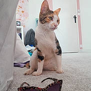 Una participe au concours pour gagner de l'argent avec cette photo : animal, calico_cat, carpet, cat, cozy, curious, cute, domestic, door, floor, furniture, household, indoor, looking_away, pet, pink_wall, relaxed, resting, sunglasses, white_door