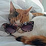 Una a rejoint le concours — aidez-le/la à gagner de superbes lots ! animal, bed, calico, cat, closeup, colorful, cozy, cute, feline, indoor, patterned, paw, pet, relaxed, resting, sleeping, soft_light, sunglasses, tail, white_bedding