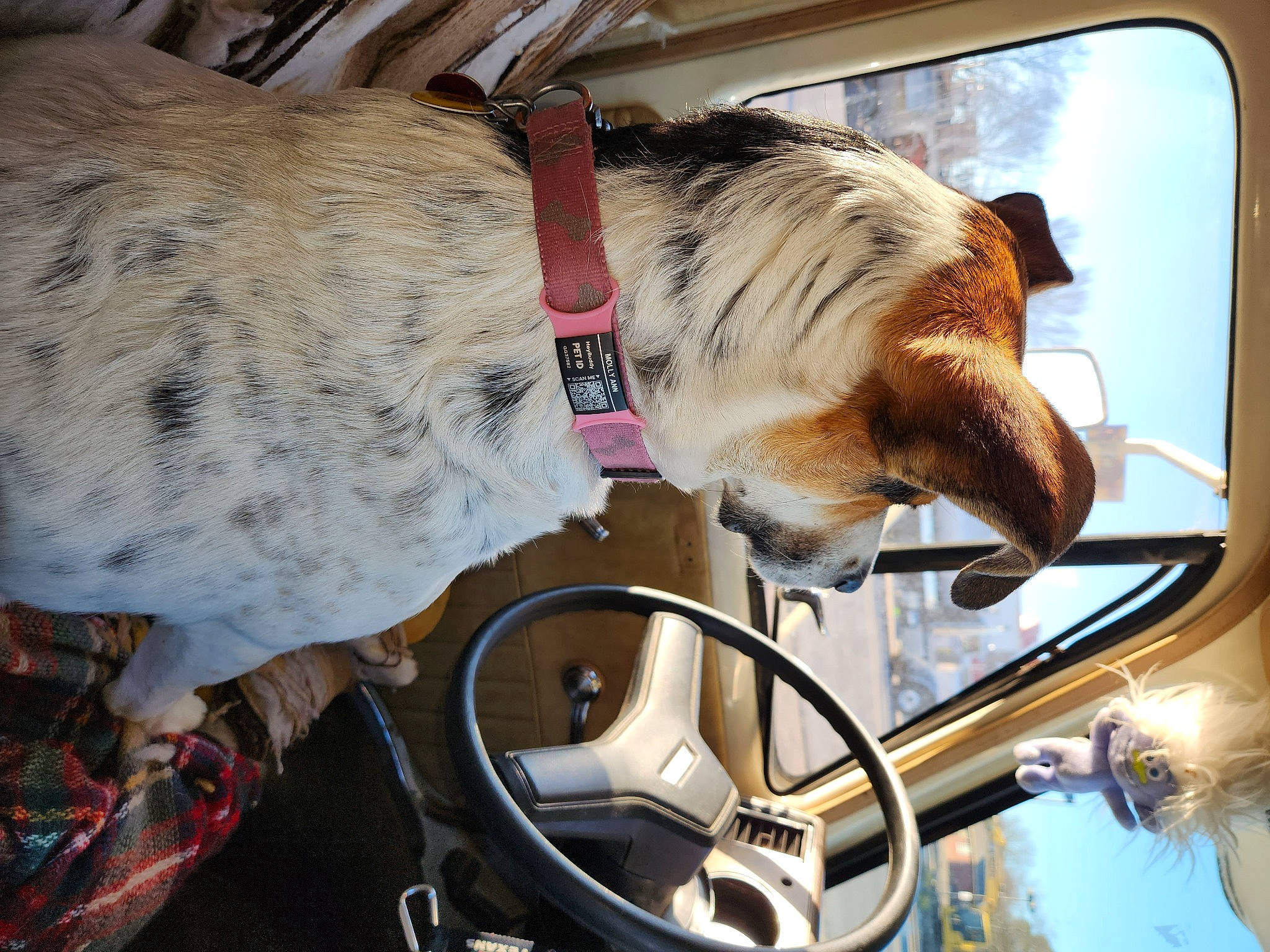 Molly Ann joined the competition — help win amazing prizes! auto_part, automotive_lighting, automotive_mirror, bicycle_handlebar, bicycle_tire, carnivore, collar, dog, dog_breed, fawn, felidae, motor_vehicle, small_to_medium_sized_cats, snout, sporting_group, tail, vehicle, vehicle_door, window, working_animal