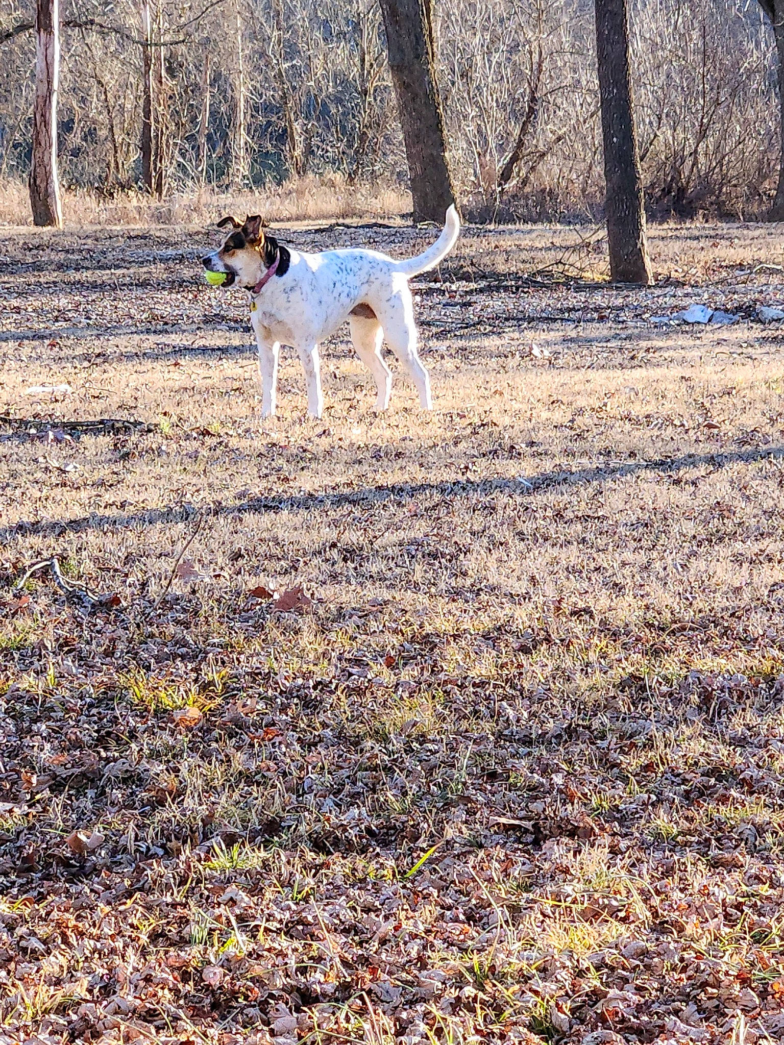 Molly Ann is registered to the contest to win money with this photo: canidae, carnivore, companion_dog, dog, dog_breed, fawn, forest, grass, groundcover, natural_landscape, people_in_nature, plant, soil, sporting_group, tail, terrestrial_animal, tree, trunk, wood, woodland