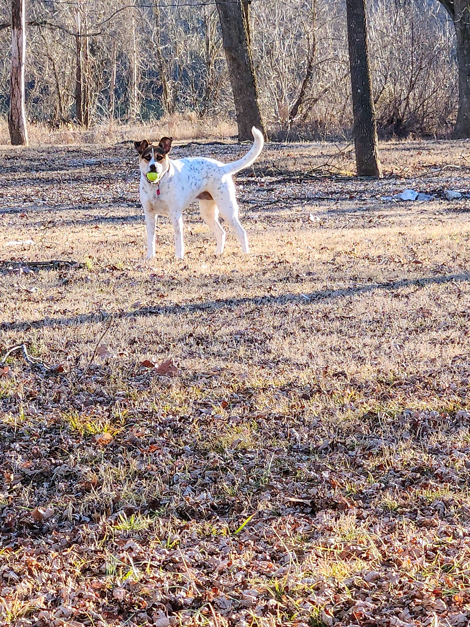 Molly Ann is registered to the contest to win money with this photo: canidae, carnivore, companion_dog, deciduous, dog, dog_breed, fawn, forest, grass, groundcover, landscape, natural_landscape, pasture, people_in_nature, plant, soil, tail, tree, trunk, woodland