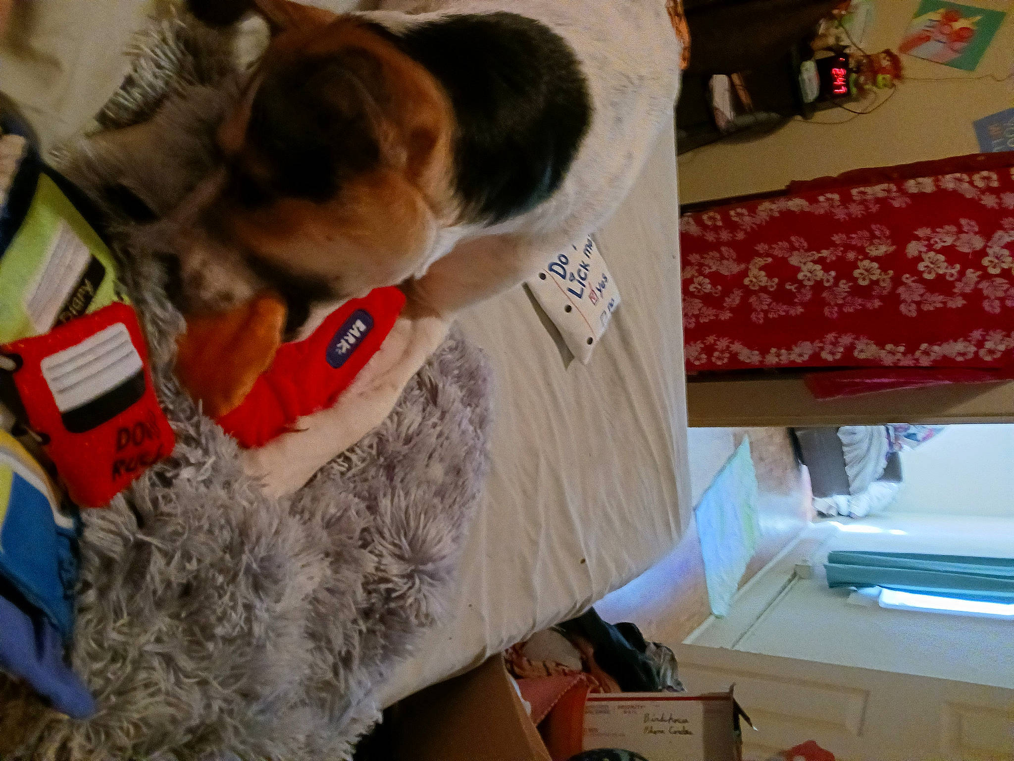 Molly Ann is registered to the contest to win money with this photo: canidae, collar, companion_dog, dog, dog_breed, dog_supply, fawn, fur, mammal, room, sporting_group, stuffed_toy, tree, vertebrate, whiskers