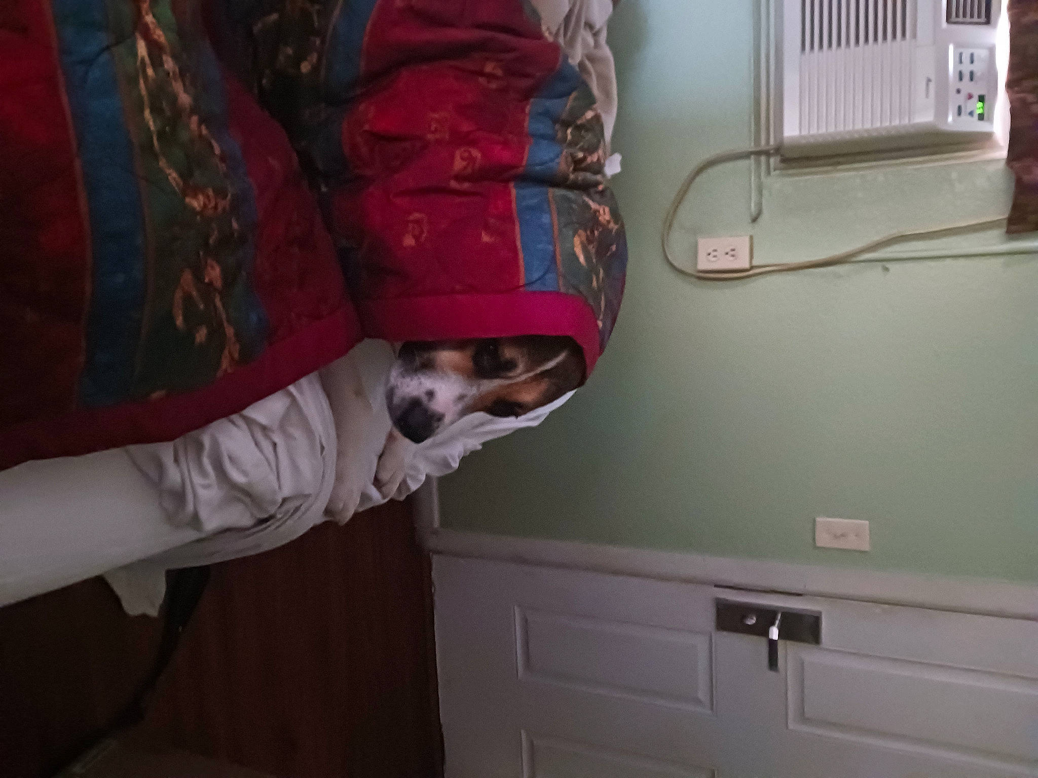 Molly Ann joined the competition — help win amazing prizes! cabinetry, carnivore, chest_of_drawers, comfort, companion_dog, couch, cupboard, dog, door_handle, drawer, dresser, gas, hardwood, human_leg, linens, machine, room, sleeve, vehicle_door, wood