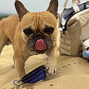 Tobby a rejoint le concours — aidez-le/la à gagner de superbes lots ! dog, french_bulldog, tongue_out, sand, beach, pet, animal, close_up, paw, outdoor, blurred_background, bag, leash, walking, cute, brown, canine, summer, sunny, playful