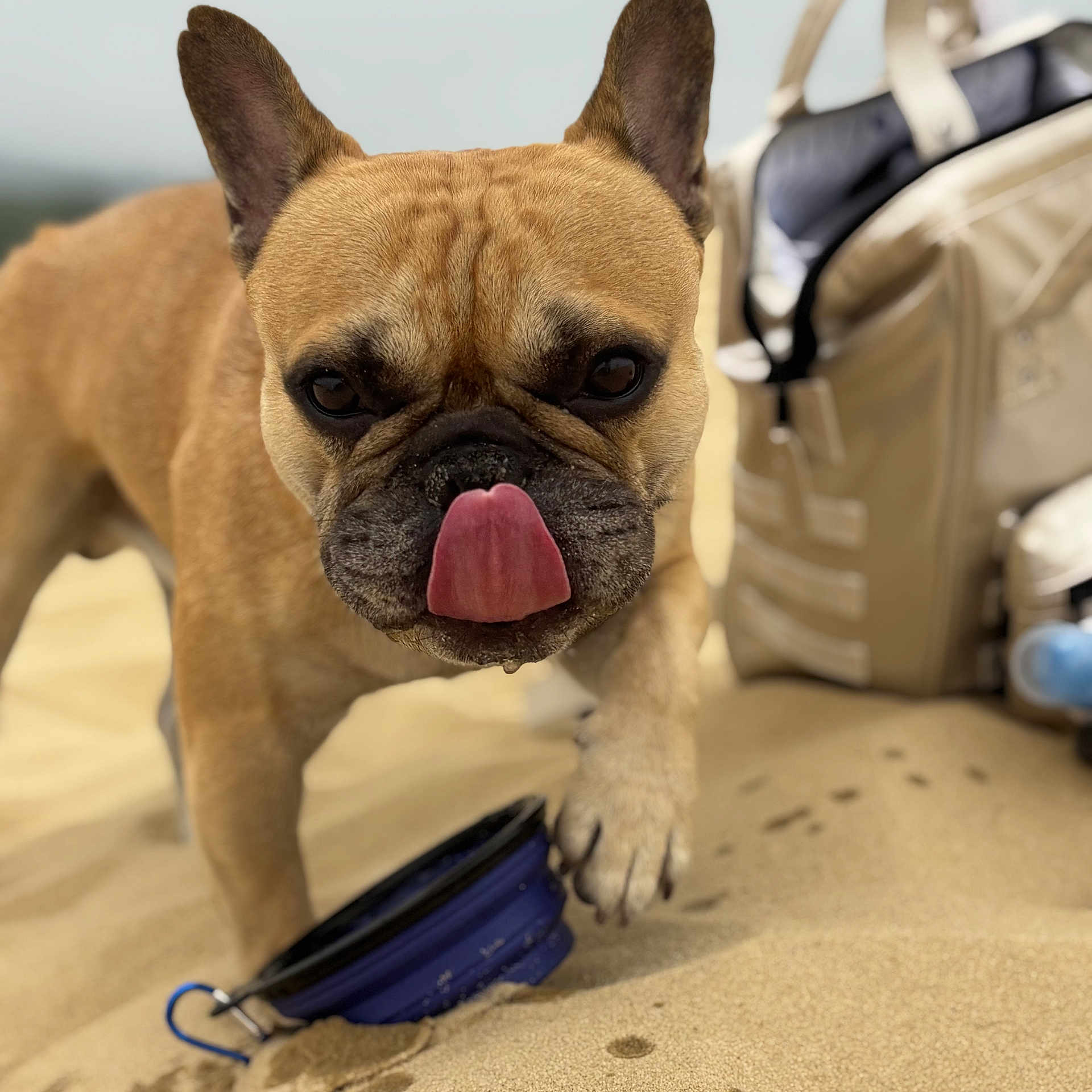 Tobby a rejoint le concours — aidez-le/la à gagner de superbes lots ! dog, french_bulldog, tongue_out, sand, beach, pet, animal, close_up, paw, outdoor, blurred_background, bag, leash, walking, cute, brown, canine, summer, sunny, playful