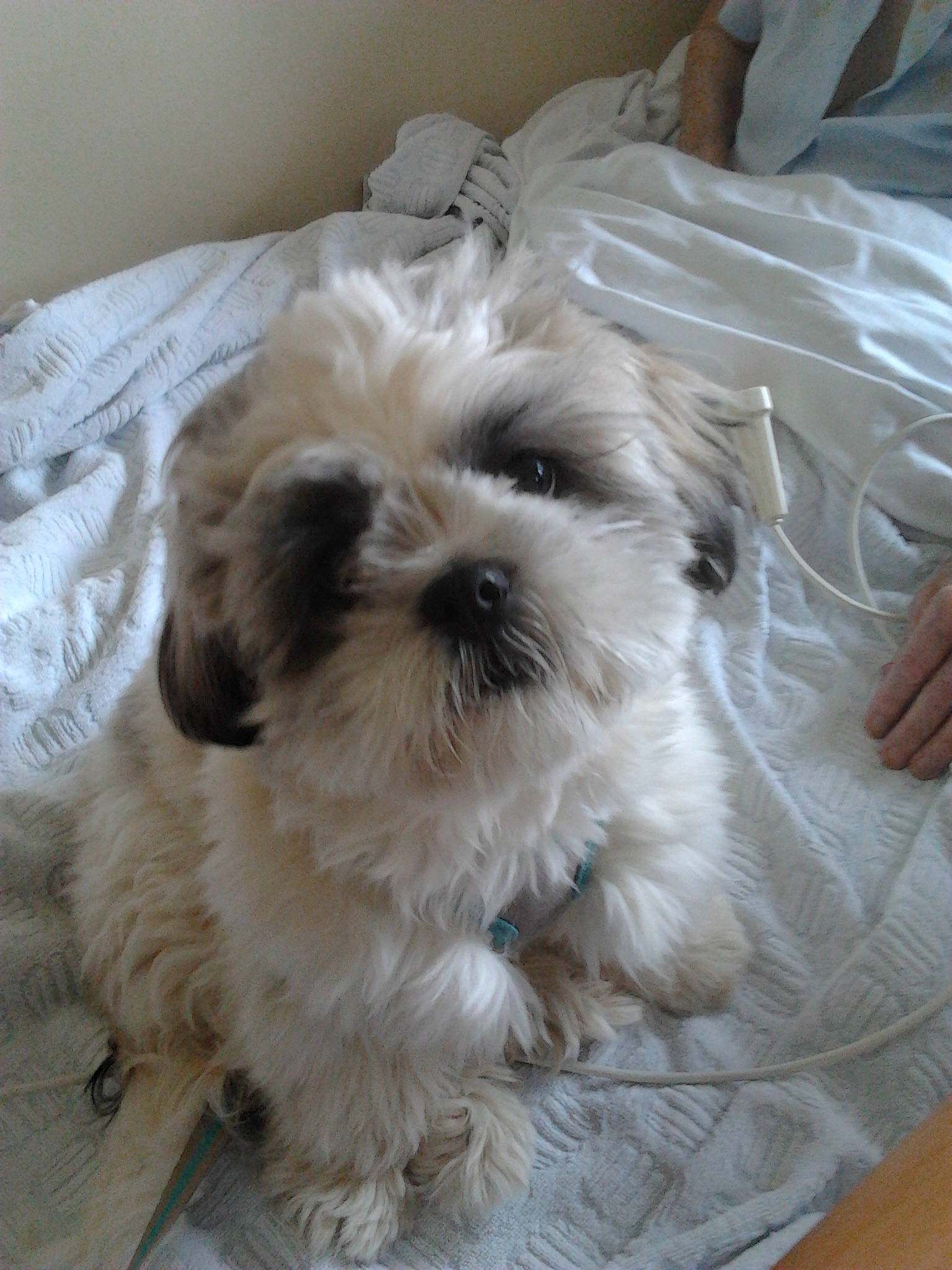 Flocky a rejoint le concours — aidez-le/la à gagner de superbes lots ! bolonka, canidae, carnivore, chinese_imperial_dog, companion_dog, dog, dog_breed, kyi_leo, lhasa_apso, lowchen, mal_shi, maltepoo, mammal, puppy, schnoodle, shih_poo, shih_tzu, snout, sporting_lucas_terrier, vertebrate