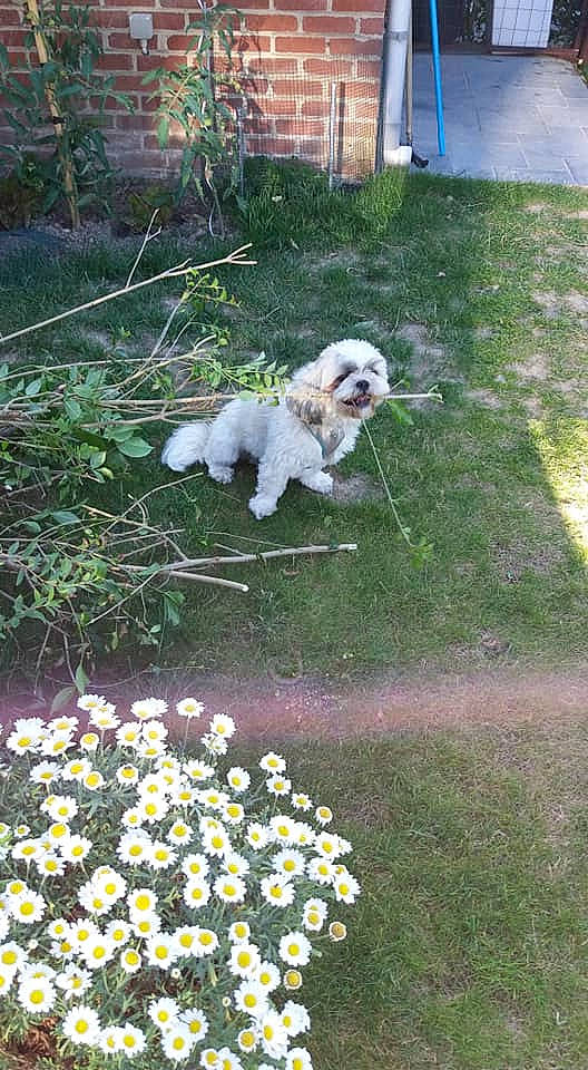 Flocky a rejoint le concours — aidez-le/la à gagner de superbes lots ! canidae, carnivore, cavachon, cockapoo, companion_dog, dog, dog_breed, flower, grass, havanese, lhasa_apso, maltese, mammal, petit_basset_griffon_vendeen, plant, puppy, shih_tzu, sporting_group, tibetan_terrier, toy_poodle