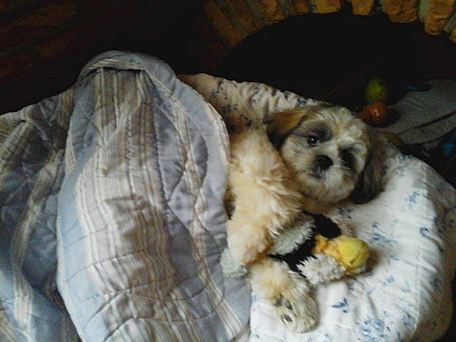 Flocky participe au concours pour gagner de l'argent avec cette photo : canidae, carnivore, cavachon, cavapoo, chinese_imperial_dog, cockapoo, companion_dog, dog, dog_breed, lhasa_apso, mammal, morkie, poodle_crossbreed, puppy, puppy_love, schnoodle, shih_tzu, snout, sporting_group, toy_dog