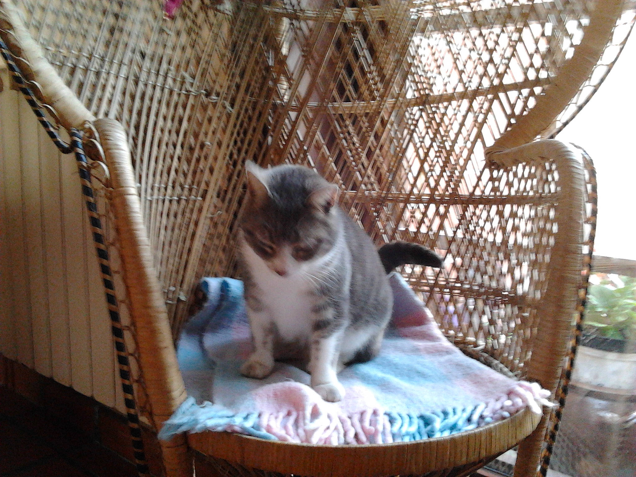 Minou participe au concours pour gagner de l'argent avec cette photo : aegean_cat, animal_shelter, asian, british_shorthair, carnivore, cat, cat_bed, domestic_short_haired_cat, european_shorthair, fawn, felidae, kitten, mammal, munchkin, polydactyl_cat, singapura, small_to_medium_sized_cats, whiskers