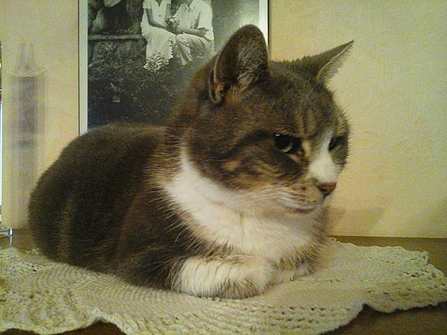 Minou participe au concours pour gagner de l'argent avec cette photo : aegean_cat, american_wirehair, animal_shelter, carnivore, cat, domestic_short_haired_cat, european_shorthair, felidae, fur, kitten, mammal, polydactyl_cat, small_to_medium_sized_cats, snout, tabby_cat, whiskers