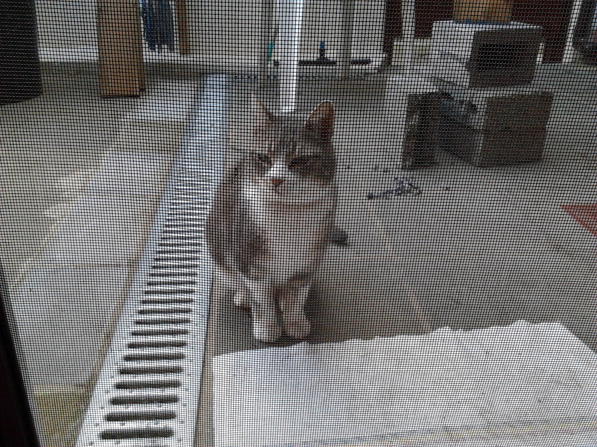 Minou a rejoint le concours — aidez-le/la à gagner de superbes lots ! architecture, cat