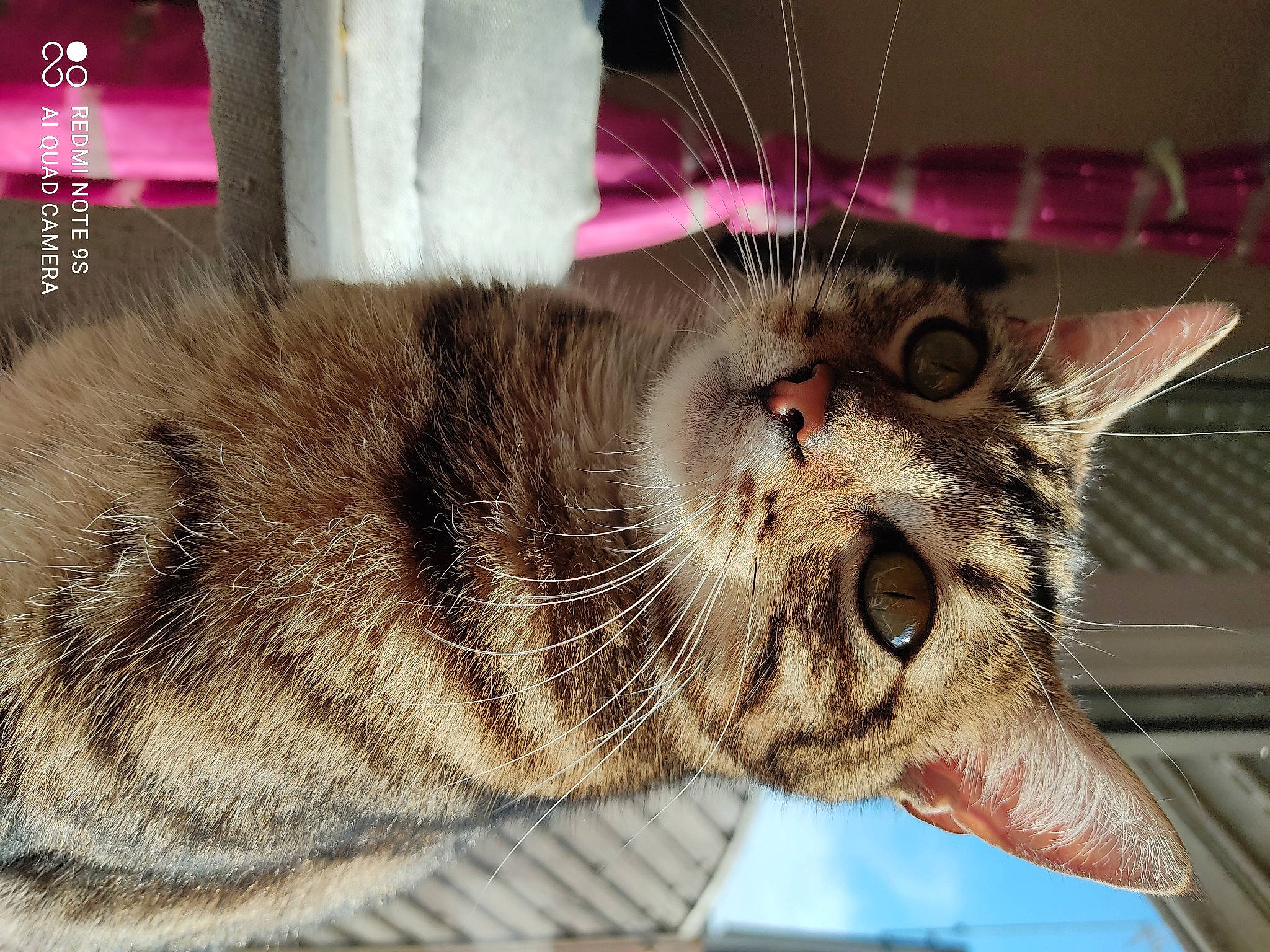 Smookie a rejoint le concours — aidez-le/la à gagner de superbes lots ! carnivore, cat, claw, comfort, domestic_short_haired_cat, ear, eye, fang, felidae, fur, nap, paw, photo_caption, sleep, small_to_medium_sized_cats, snout, tail, terrestrial_animal, whiskers, yawn