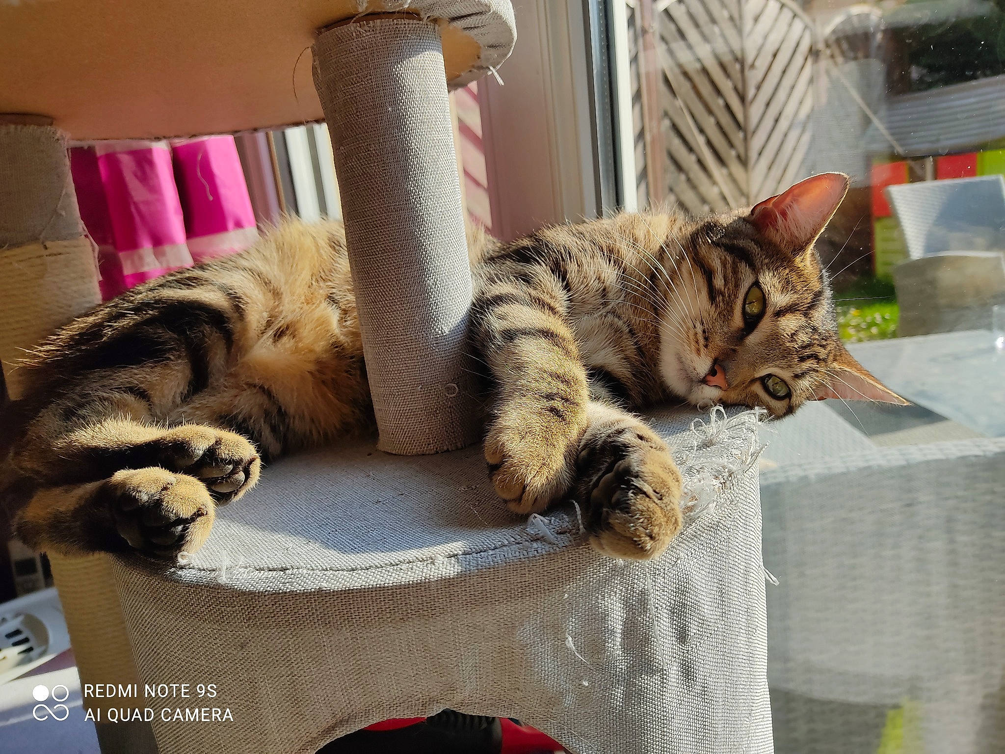 Smookie participe au concours pour gagner de l'argent avec cette photo : bed, bedding, carnivore, cat, cat_bed, claw, comfort, domestic_short_haired_cat, fawn, felidae, fur, linens, nap, paw, room, small_to_medium_sized_cats, tail, terrestrial_animal, whiskers, wood