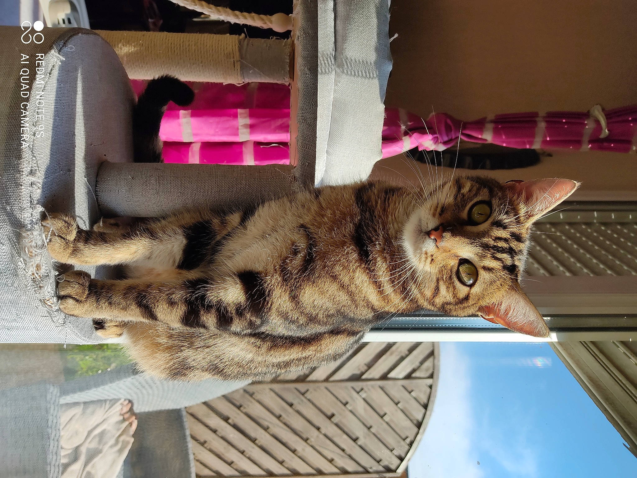 Smookie a rejoint le concours — aidez-le/la à gagner de superbes lots ! carnivore, cat, claw, domestic_short_haired_cat, eye, fashion_accessory, fawn, felidae, fur, human_leg, mammal, military_camouflage, shelf, small_to_medium_sized_cats, snout, tail, toy, tree, whiskers, wood