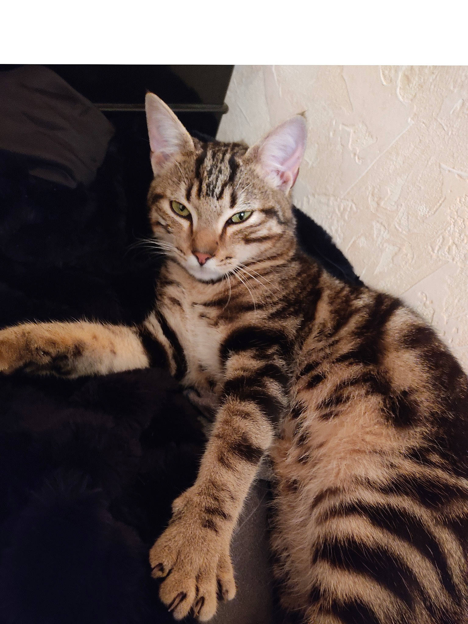 Smookie a rejoint le concours — aidez-le/la à gagner de superbes lots ! carnivore, cat, domestic_short_haired_cat, eye, felidae, foot, fur, head, paw, rectangle, sitting, small_to_medium_sized_cats, snout, tail, terrestrial_animal, whiskers, wildlife