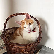 étoile a rejoint le concours — aidez-le/la à gagner de superbes lots ! cat, orange_and_white, wicker_basket, pet, indoor, curious, head_tilt, feline, domestic_cat, resting, basket_handle, fur, whiskers, ears, collar, table, newspaper, fabric, shadow, white_wall