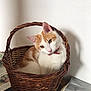 cat, orange_and_white, wicker_basket, pet, indoor, curious, head_tilt, feline, domestic_cat, resting, basket_handle, fur, whiskers, ears, collar, table, newspaper, fabric, shadow, white_wall