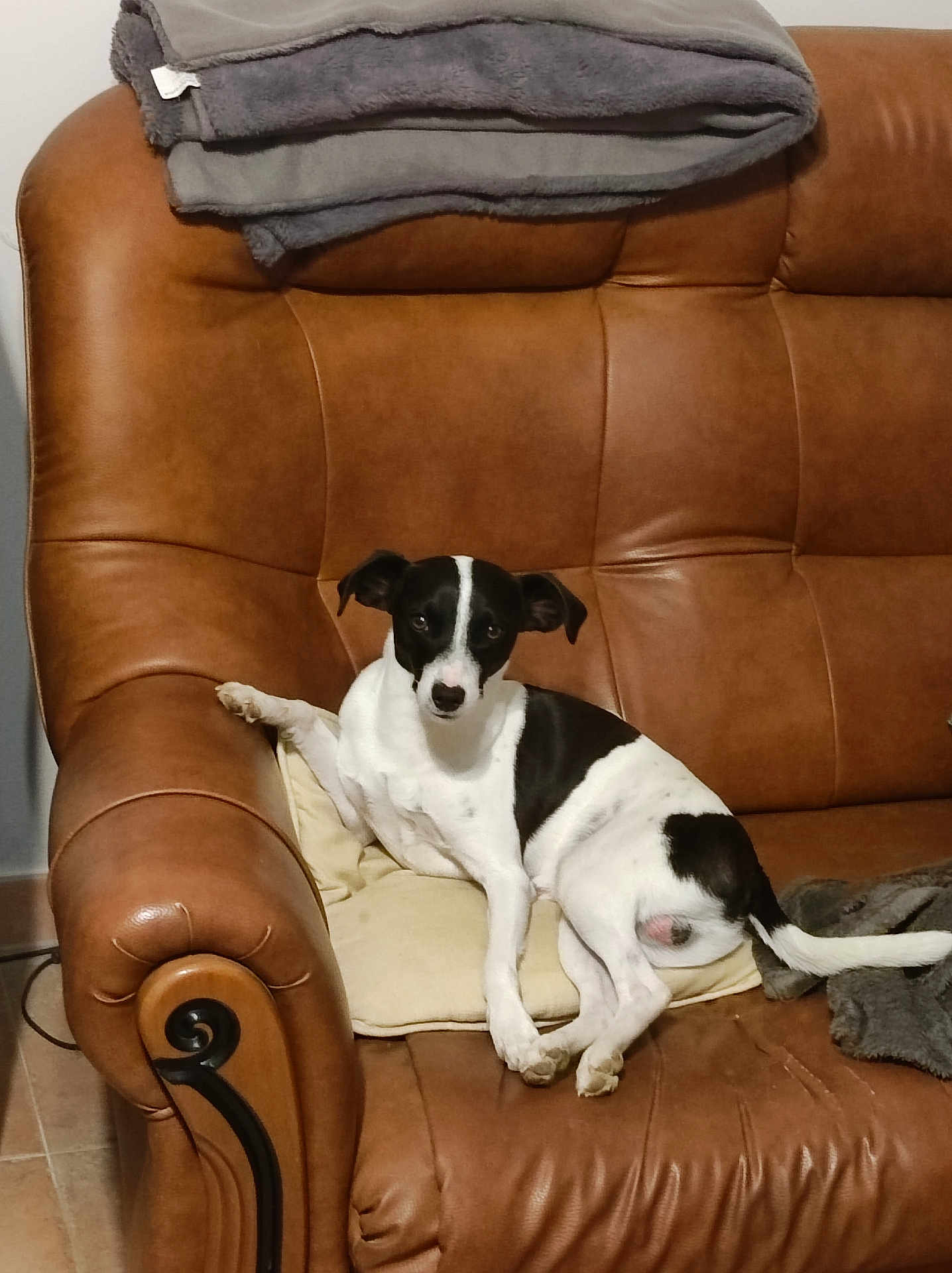 Roy a rejoint le concours — aidez-le/la à gagner de superbes lots ! dog, black_and_white, couch, leather, blanket, indoor, pet, animal, relaxed, sitting, floor, tile, furniture, cushion, looking, small_dog, domestic_animal, home, resting, cute