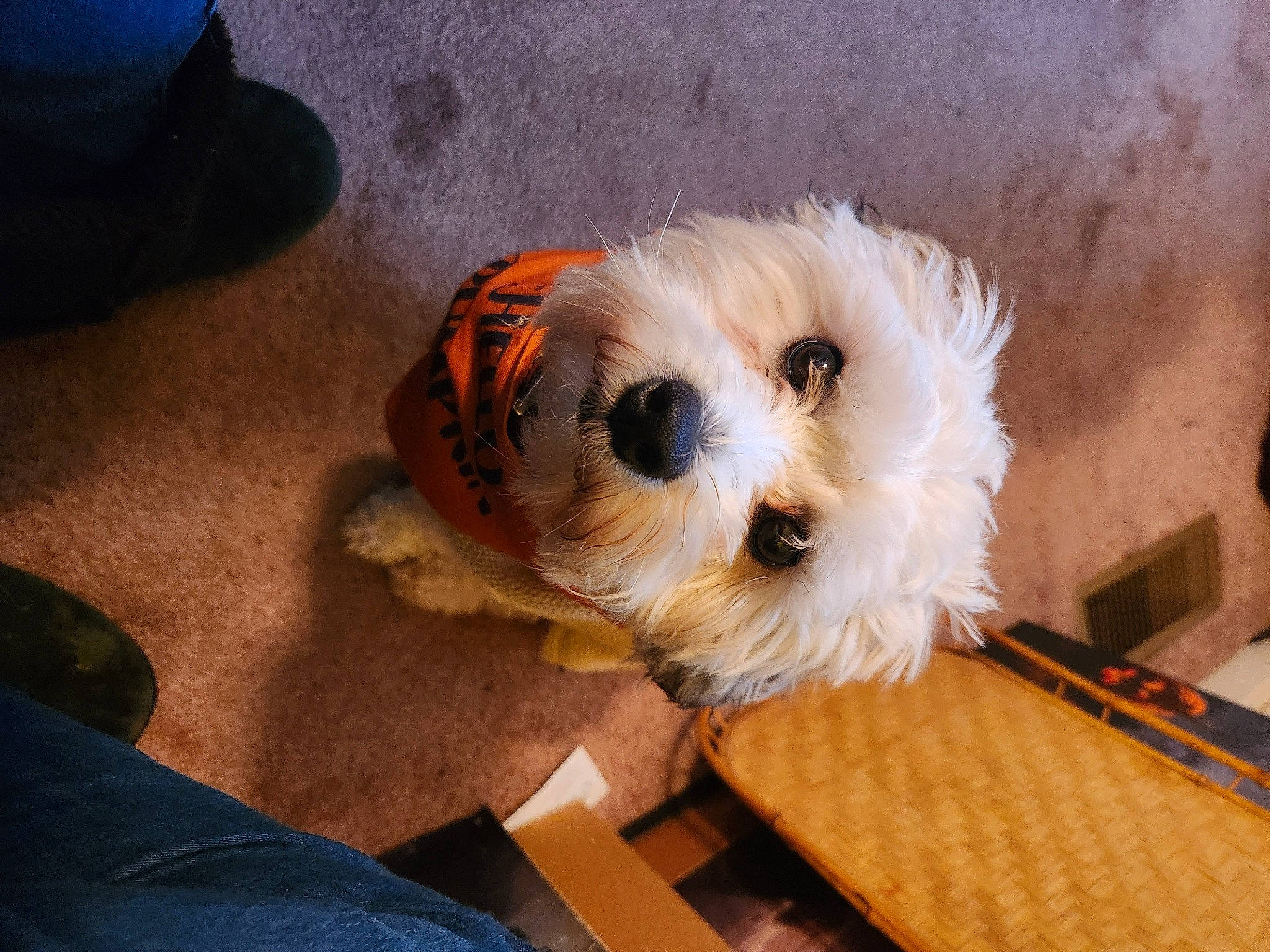 Pun'Kin joined the competition — help win amazing prizes! carnivore, companion_dog, dog, dog_breed, dog_supply, fawn, flooring, fur, hardwood, mal_shi, pet_supply, shih_poo, small_terrier, snout, table, terrier, toy_dog, wood, wood_stain, working_animal
