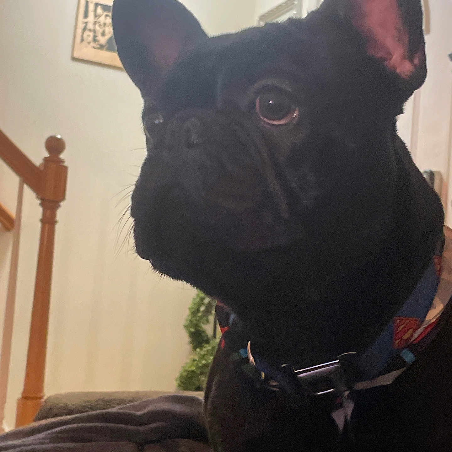 Blasiey is registered to the contest to win money with this photo: animal, bed, bedroom, boxer, bulldog, canine, dog, frenchbulldog, furniture, indoors, pet, photoframe, pitbull, puppy, room