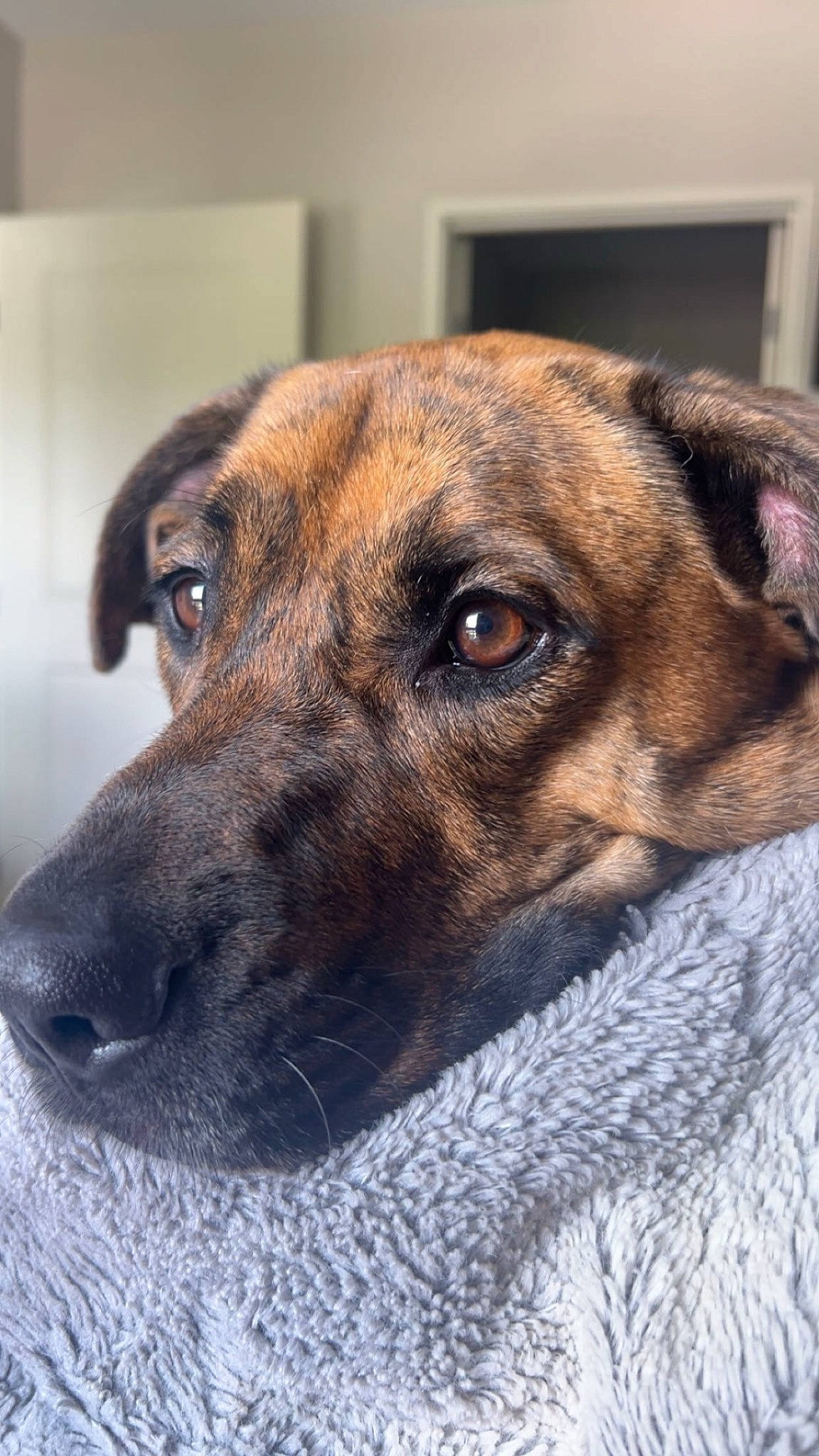 Mira is registered to the contest to win money with this photo: border_terrier, canidae, carnivore, collar, companion_dog, dog, dog_breed, fawn, fur, guard_dog, paw, puppy, snout, sporting_group, street_dog, terrestrial_animal, treeing_tennessee_brindle, whiskers, wood, working_dog