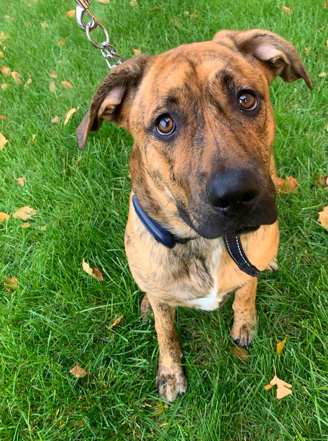 Mira joined the competition — help win amazing prizes! canidae, carnivore, collar, companion_dog, dog, dog_breed, dog_collar, dog_supply, fawn, grass, groundcover, leash, pet_supply, plant, snout, sporting_group, terrestrial_animal, whiskers, working_animal, working_dog