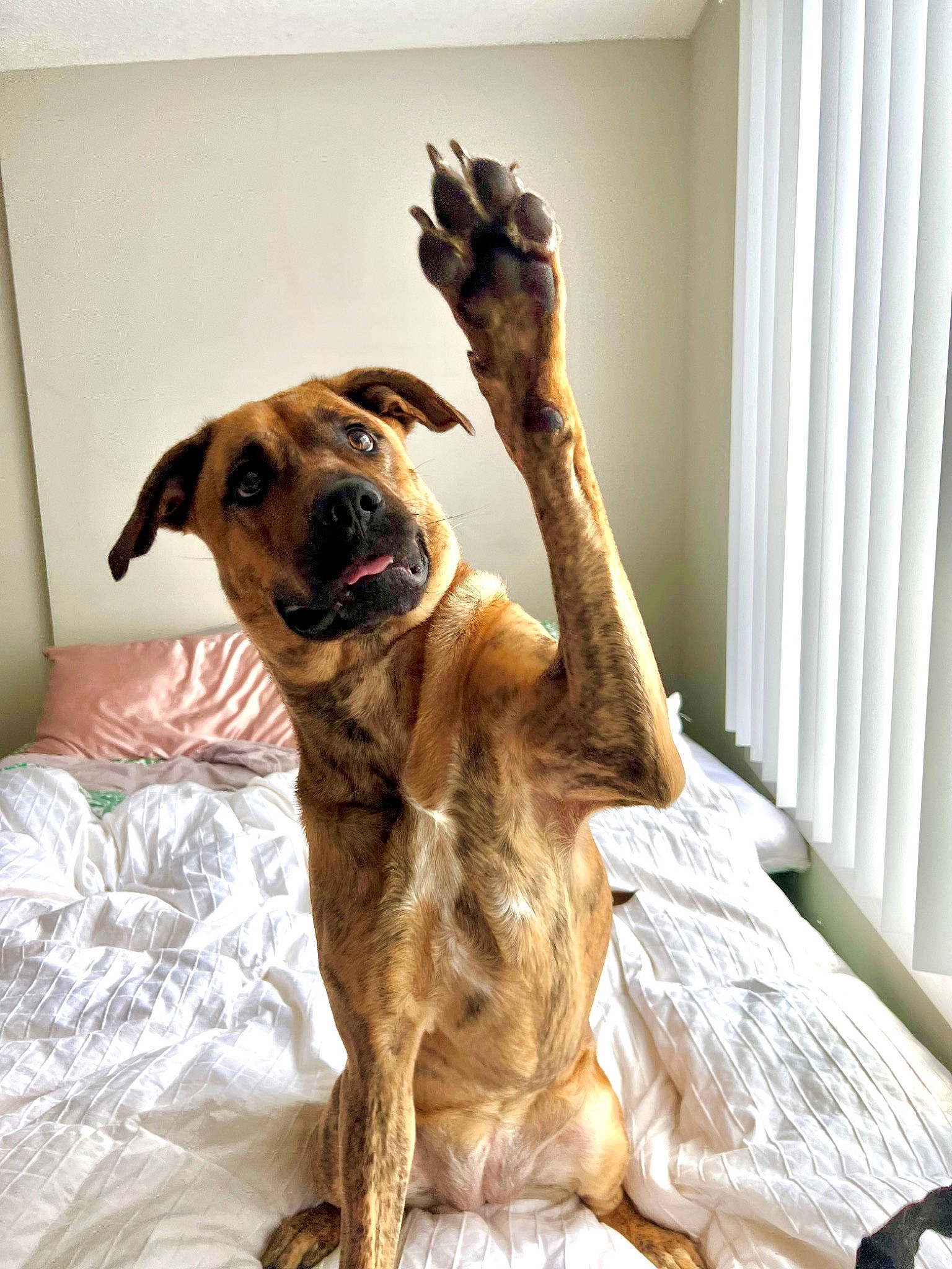 Mira is registered to the contest to win money with this photo: canidae, carnivore, collar, comfort, companion_dog, dog, dog_breed, dog_collar, dog_supply, fawn, fur, guard_dog, liver, paw, pet_supply, snout, tail, whiskers, wood, working_animal