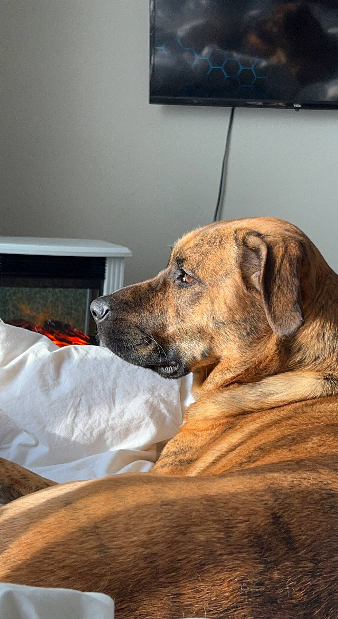 Mira joined the competition — help win amazing prizes! art, canidae, carnivore, comfort, companion_dog, dog, dog_breed, fawn, flooring, fur, hardwood, picture_frame, room, sitting, sporting_group, television, terrestrial_animal, whiskers, wood, working_animal