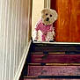 animal, clothing, curious, cute, dog, door, fluffy, footwear, house, indoor, pet, pink_outfit, shoes, small_dog, stairs, stairs_rail, standing, wall, white_dog, wooden_stairs