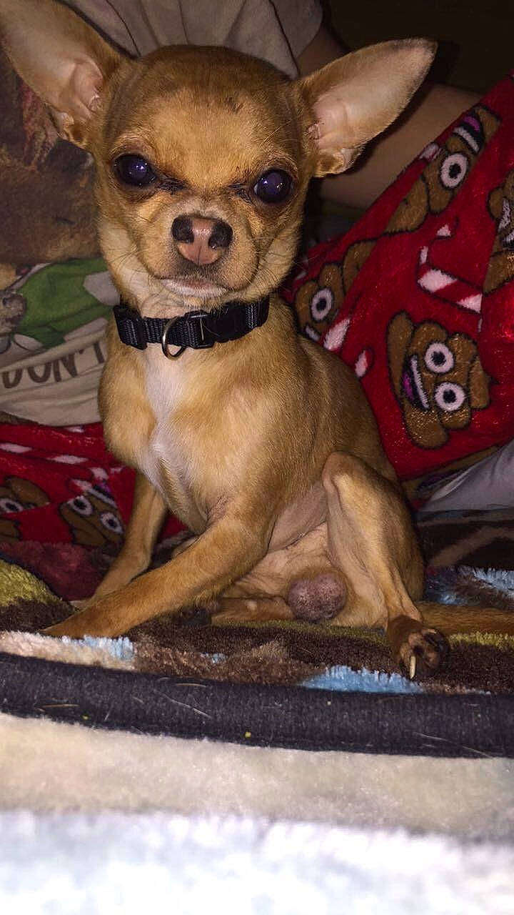 Cheech joined the competition — help win amazing prizes! art, canidae, carnivore, chihuahua, companion_dog, dog, dog_breed, dog_supply, fawn, fur, liver, non_sporting_group, pattern, photography, snout, sporting_group, terrestrial_animal, toy_dog, whiskers, working_animal