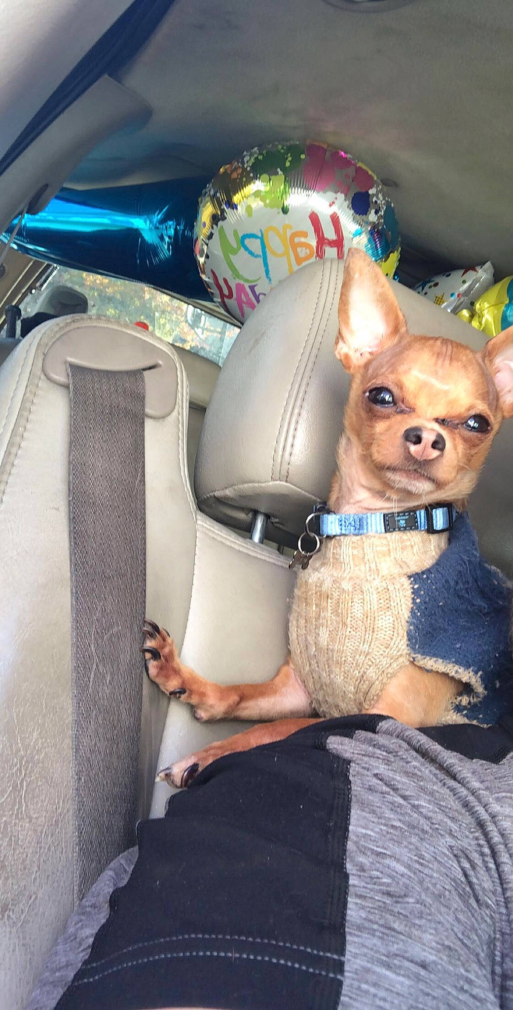 Cheech joined the competition — help win amazing prizes! car, car_seat, car_seat_cover, carnivore, chihuahua, companion_dog, dog, dog_breed, dog_supply, eyewear, fawn, personal_luxury_car, seat_belt, steering_wheel, toy, toy_dog, vehicle, vehicle_door, whiskers, working_animal