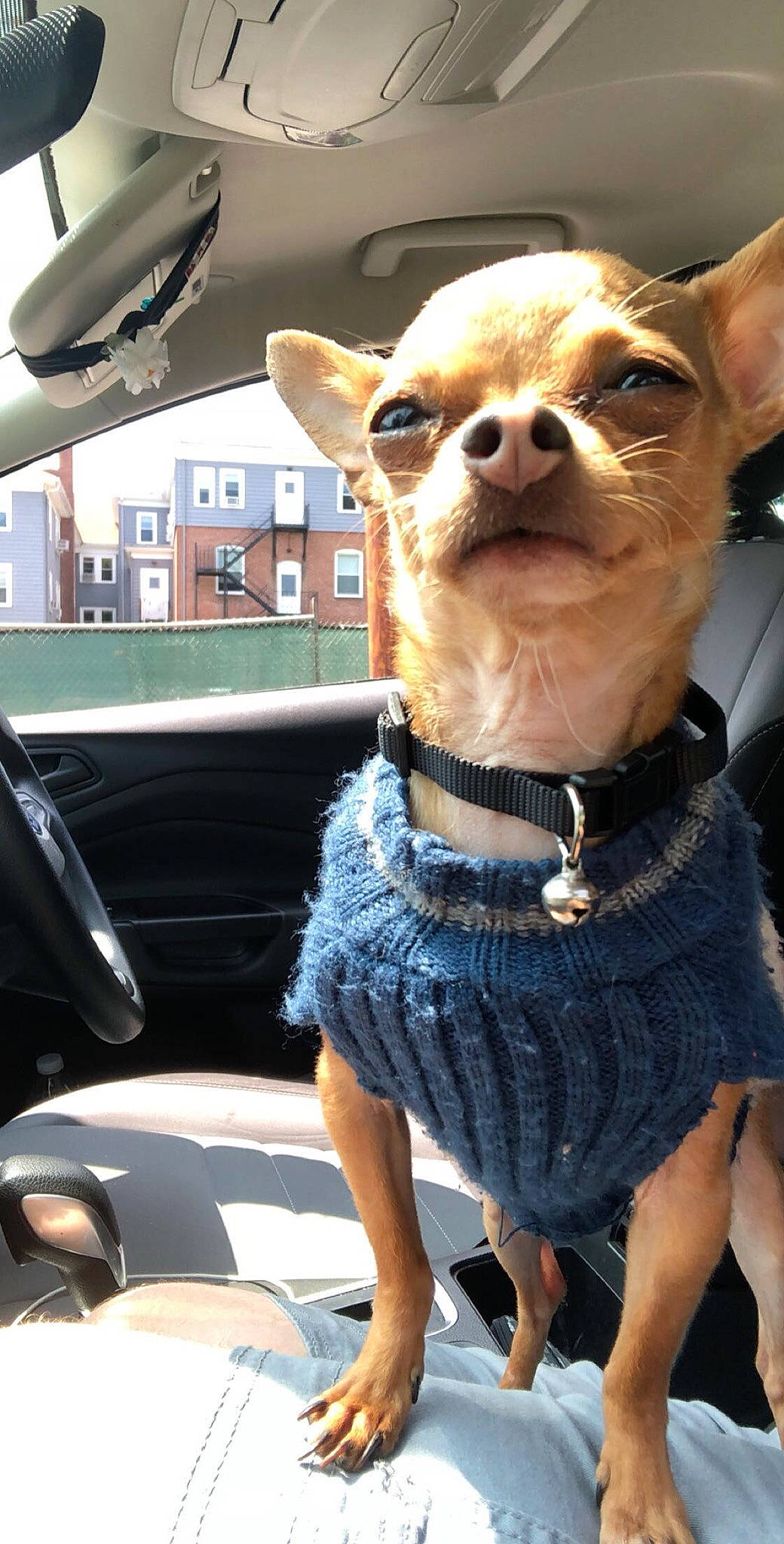 Cheech is registered to the contest to win money with this photo: automotive_mirror, car, carnivore, chihuahua, collar, companion_dog, dog, dog_breed, dog_collar, dog_supply, eyewear, fawn, hood, motor_vehicle, sunglasses, vehicle, vision_care, whiskers, white, working_animal