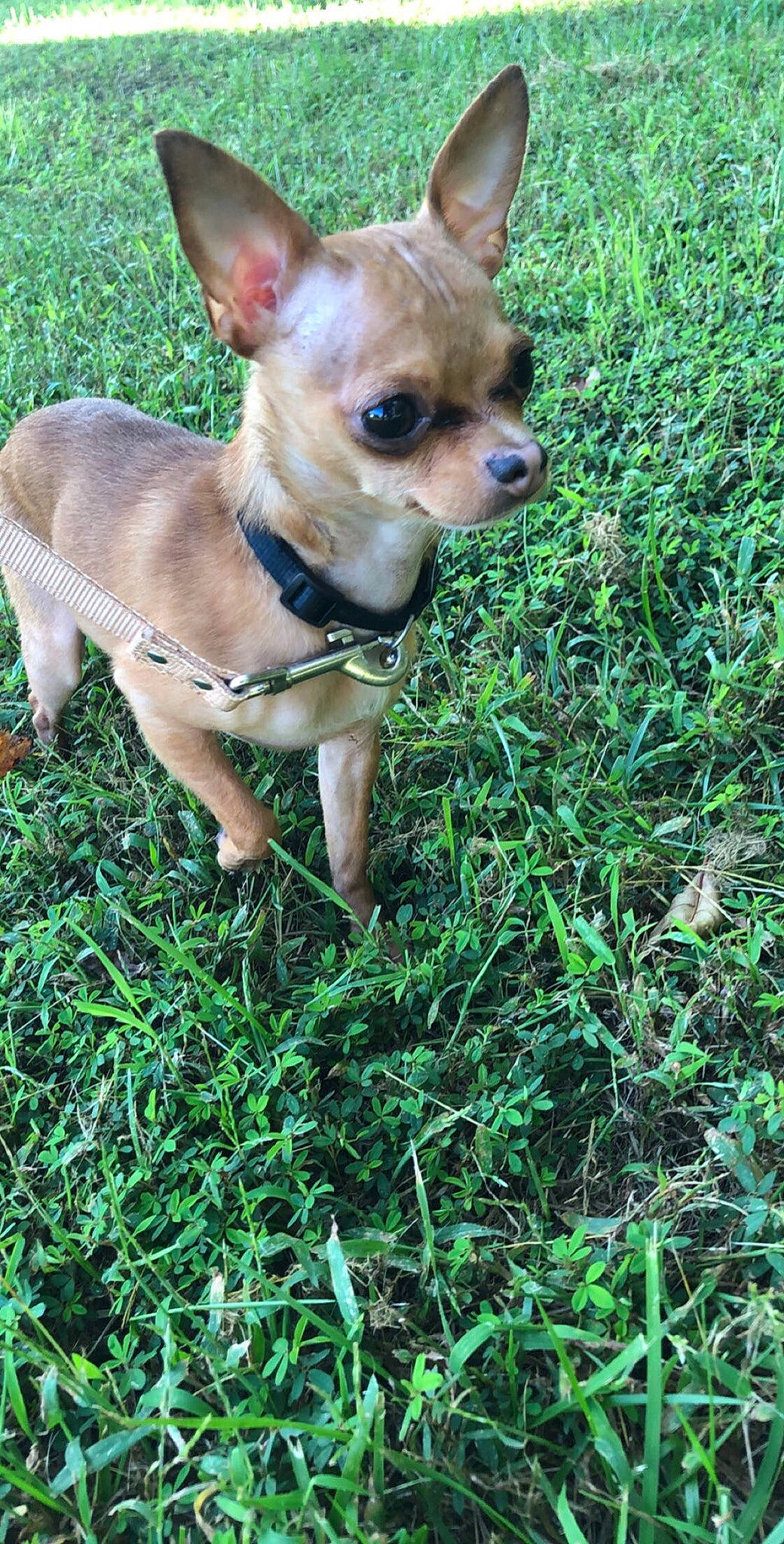 Cheech joined the competition — help win amazing prizes! carnivore, chihuahua, collar, companion_dog, dog, dog_breed, dog_supply, ear, eye, fawn, grass, groundcover, liver, plant, russkiy_toy, snout, sporting_group, toy_dog, whiskers, working_animal
