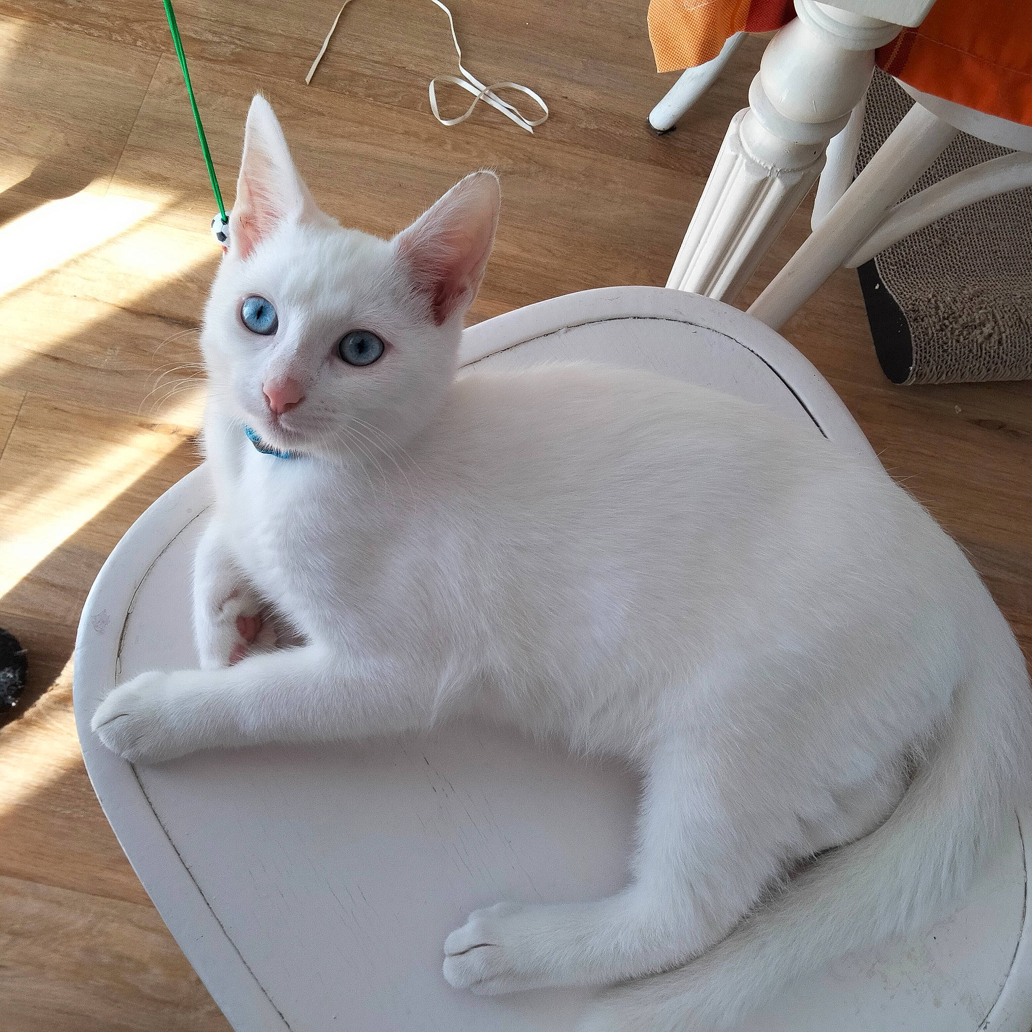 Blanco a rejoint le concours — aidez-le/la à gagner de superbes lots ! carnivore, cat, cat_supply, claw, comfort, domestic_short_haired_cat, fawn, felidae, fur, paw, pet_supply, small_to_medium_sized_cats, snout, tail, toy, whiskers, white, wood