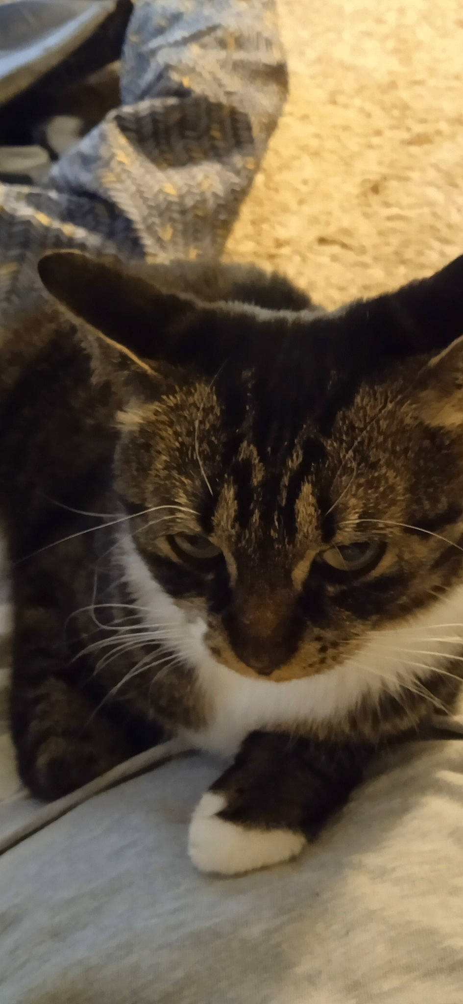 Léna a rejoint le concours — aidez-le/la à gagner de superbes lots ! carnivore, cat, domestic_short_haired_cat, felidae, fur, paw, sky, small_to_medium_sized_cats, snout, tail, terrestrial_animal, tree, whiskers, window