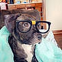 Pocahontas is registered to the contest to win money with this photo: dog, blanket, glasses, indoor, couch, kitchen, brown, pet, cozy, furniture, window, wooden_cabinets, appliance, coffee_maker, relaxed, cute, domestic, animal, portrait, resting