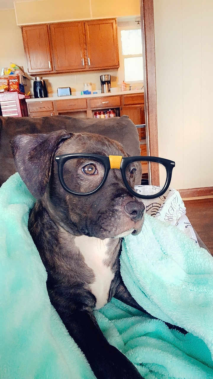 Pocahontas is registered to the contest to win money with this photo: dog, blanket, glasses, indoor, couch, kitchen, brown, pet, cozy, furniture, window, wooden_cabinets, appliance, coffee_maker, relaxed, cute, domestic, animal, portrait, resting