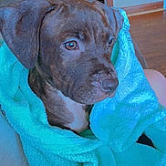 Pocahontas joined the competition — help win amazing prizes! puppy, dog, blanket, wrapped, cozy, brown_dog, indoor, couch, fur, pet, cute, looking_away, soft_texture, living_room, wooden_floor, nostalgic, comfort, snuggled, young_dog, animal