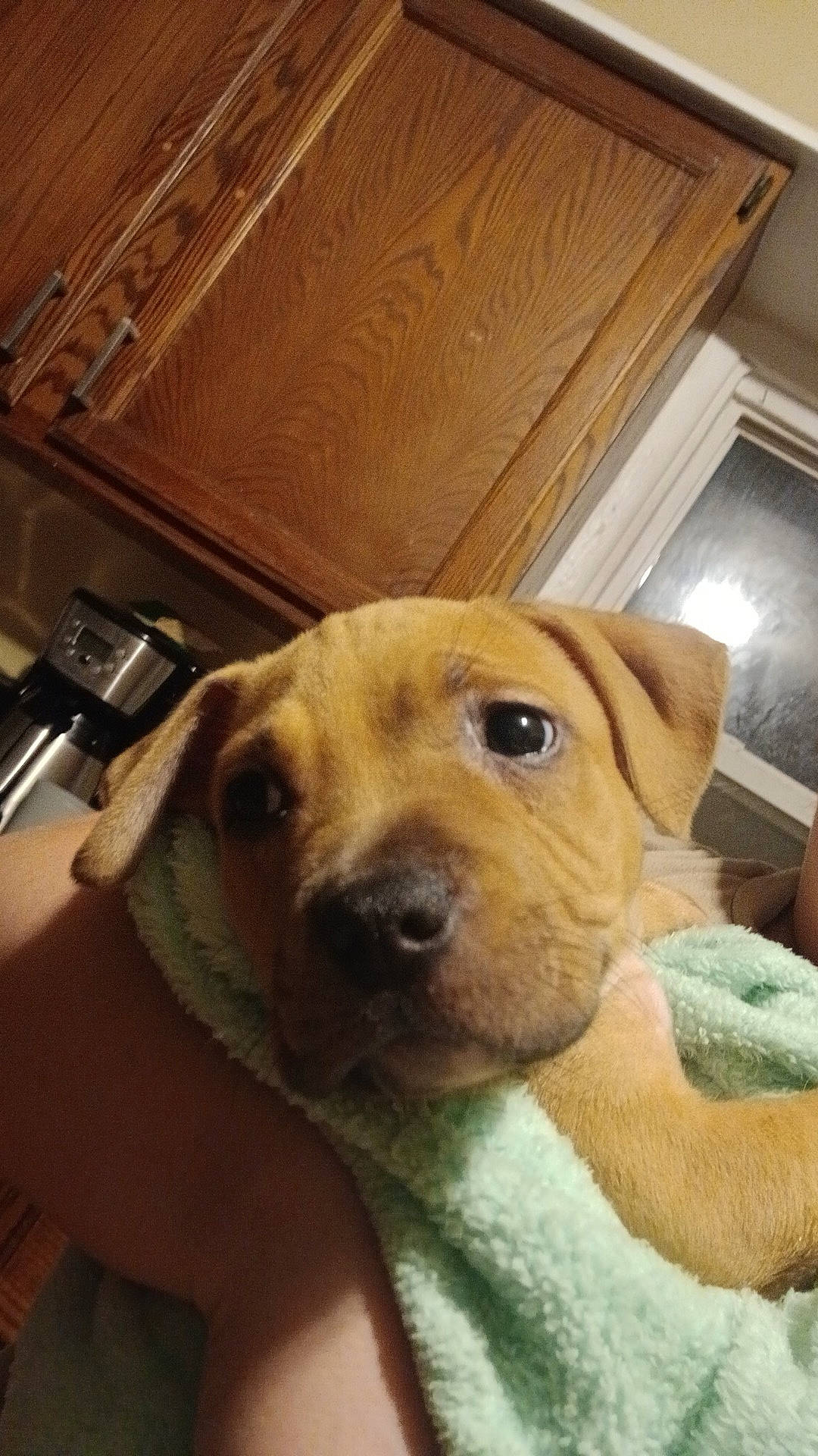 animal, arm, blanket, brown_dog, close_up, cozy, cute, dog, face, floppy_ears, fur, indoor, kitchen, person, pet, puppy, soft, window, wooden_cabinets, young_dog