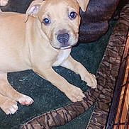 Bear is registered to the contest to win money with this photo: puppy, dog, tan, brown, blanket, green, tiger_stripe, pattern, floor, wooden_floor, crate, pet, animal, cute, young, lying_down, multiple_dogs, indoor, cozy, soft